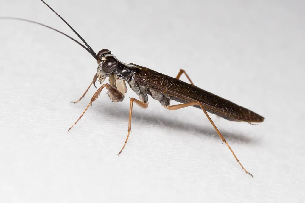 Mantoididae - photo 3