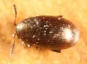 Mantura chrysanthemi - Mantura chrysanthemi