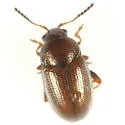 Mantura chrysanthemi - photo 5