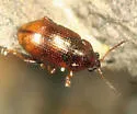 Mantura floridana