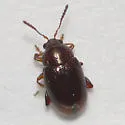 Mantura floridana - photo 2
