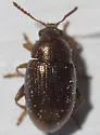 Mantura floridana - photo 3