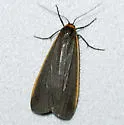 Bicolored Moth - Hodges#8043 - Manulea bicolor
