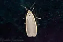 Bicolored Moth - Hodges#8043 - photo 2