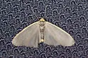 Bicolored Moth - Hodges#8043 - photo 3