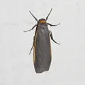 Bicolored Moth - Hodges#8043 - photo 4