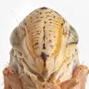 Manzutus huachucanus - photo 3