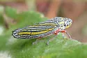Manzutus mexicanus
