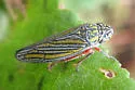 Manzutus mexicanus - photo 2