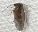 Maoripsocus africanus