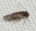 Maoripsocus africanus - photo 2