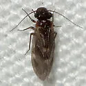 Maoripsocus africanus - photo 3
