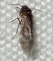 Maoripsocus africanus - photo 4