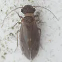 Maoripsocus africanus - photo 5