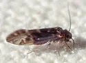 Maoripsocus semifuscatus