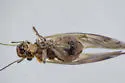 Maoripsocus semifuscatus - photo 2