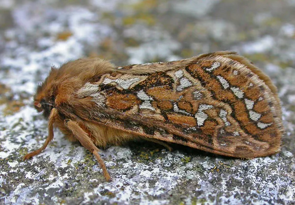Map-winged swift - photo 3