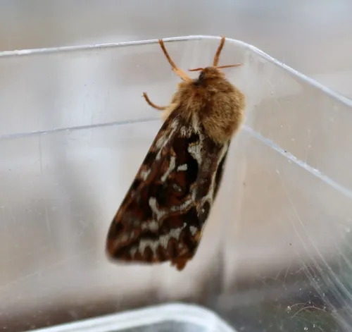 Map-winged swift - photo 4