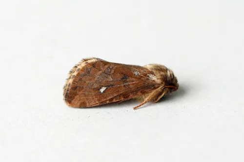Map-winged swift - photo 5