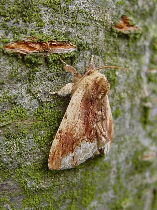 Maple Prominent - photo 2
