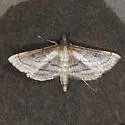 Marasmia cochrusalis - Hodges#5289
