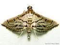 Marasmia cochrusalis - Hodges#5289 - photo 2