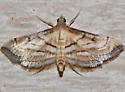 Marasmia cochrusalis - Hodges#5289 - photo 4