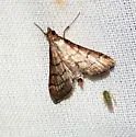 Trapeze Moth - Hodges#5288 - photo 2