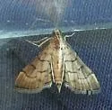 Trapeze Moth - Hodges#5288 - photo 3