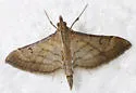 Trapeze Moth - Hodges#5288 - photo 4