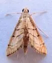Trapeze Moth - Hodges#5288 - photo 5