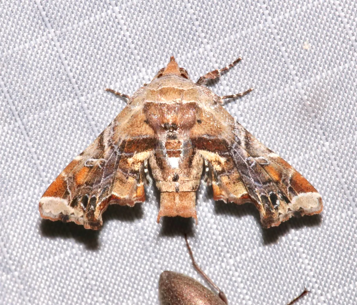 Florida Eutelia - Hodges#8968.1