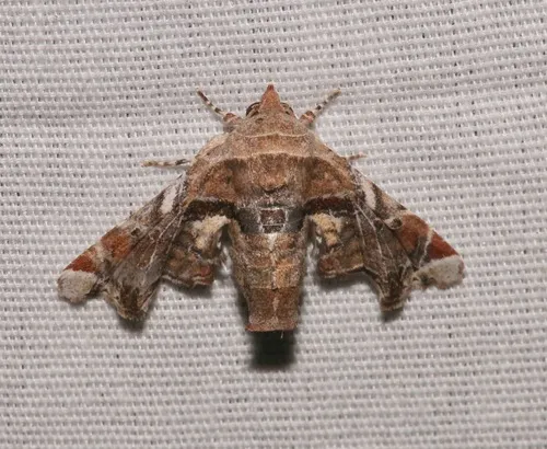 Florida Eutelia - Hodges#8968.1 - photo 2