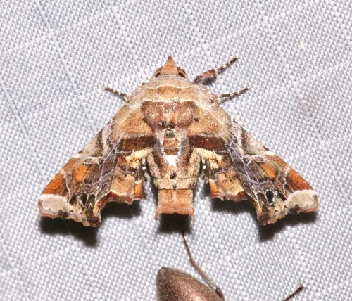 Florida Eutelia - Hodges#8968.1 - photo 3