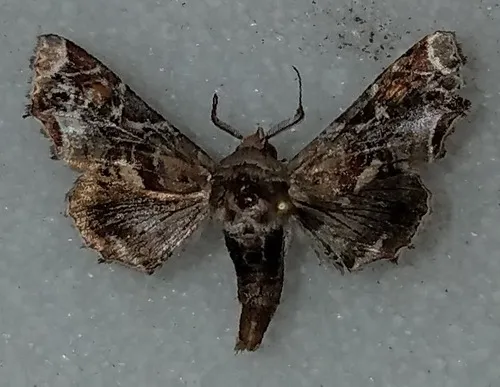 Florida Eutelia - Hodges#8968.1 - photo 4
