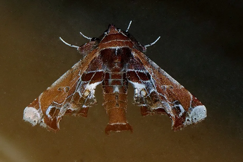 Beautiful Marathyssa Moth - photo 2