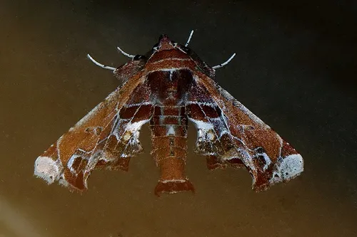 Beautiful Marathyssa Moth - photo 4