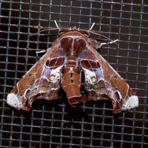 Beautiful Marathyssa Moth - photo 5