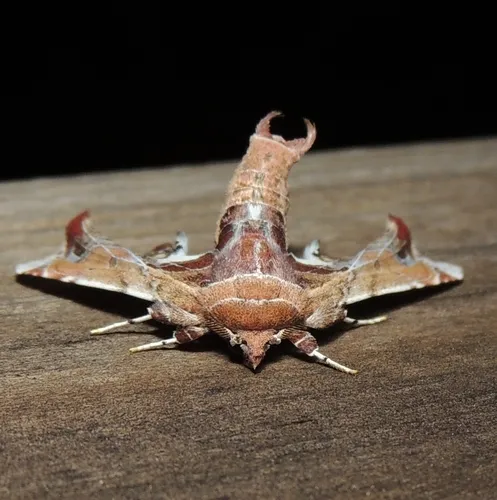 Beautiful Marathyssa Moth - photo 6
