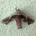 Marathyssa pyrastis - Hodges#8968.2