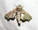 Marathyssa pyrastis - Hodges#8968.2 - photo 2
