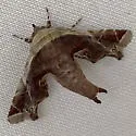 Marathyssa pyrastis - Hodges#8968.2 - photo 3