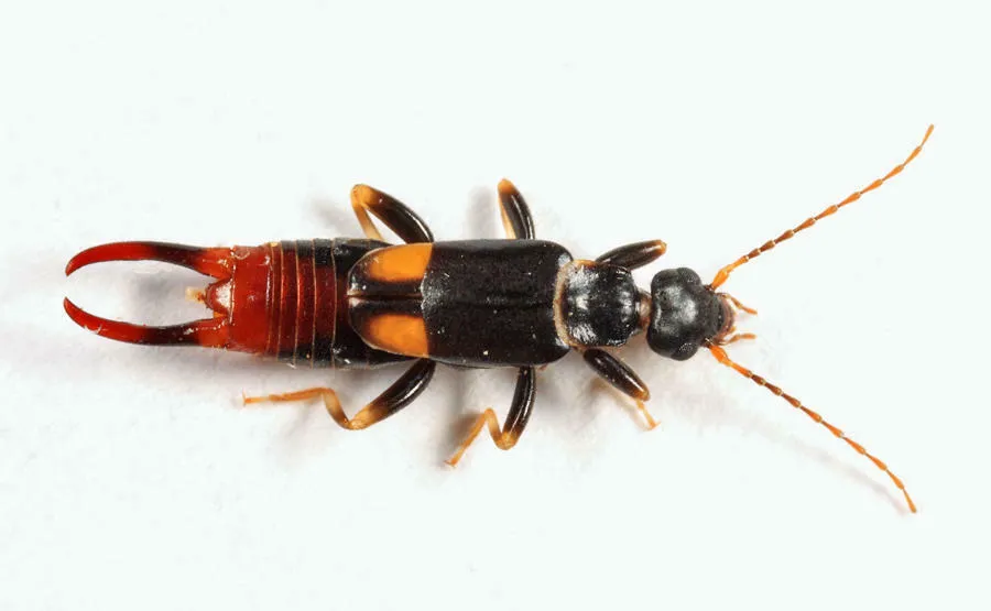 Chief Earwig