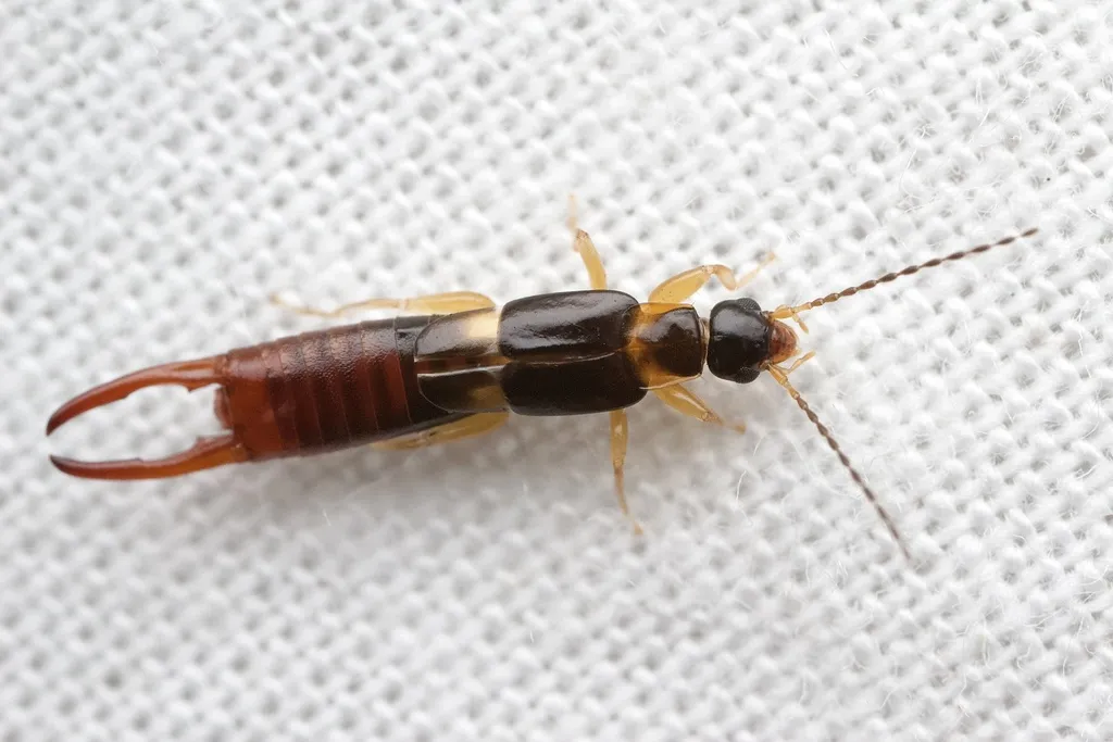 Marava pulchella