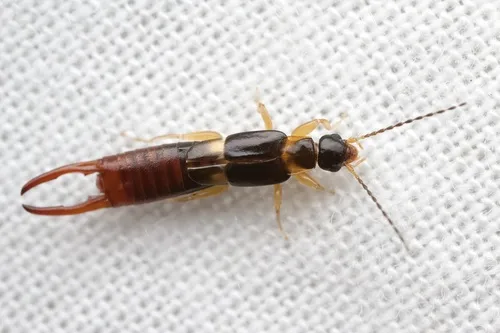 Marava pulchella - photo 2