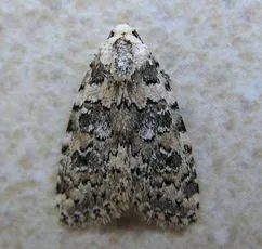 Marbled Beauty - photo 2