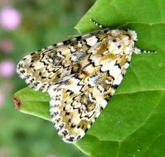 Marbled Beauty - photo 3