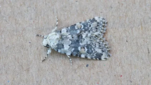 Marbled Beauty - photo 4