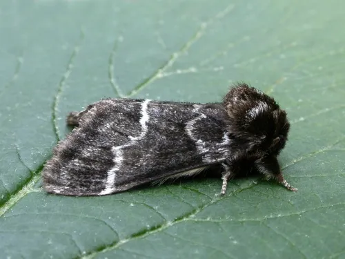 Marbled Brown - photo 3