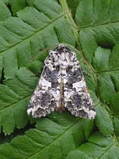 Marbled Coronet
